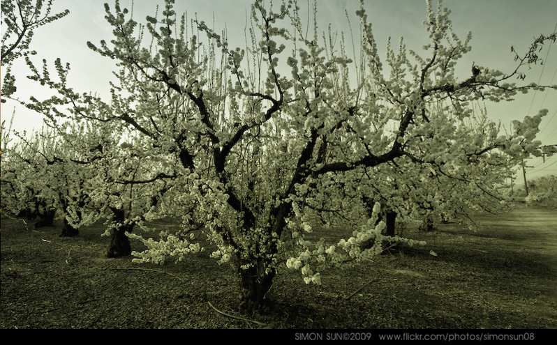 an almond tree on the side of a road in an orchard