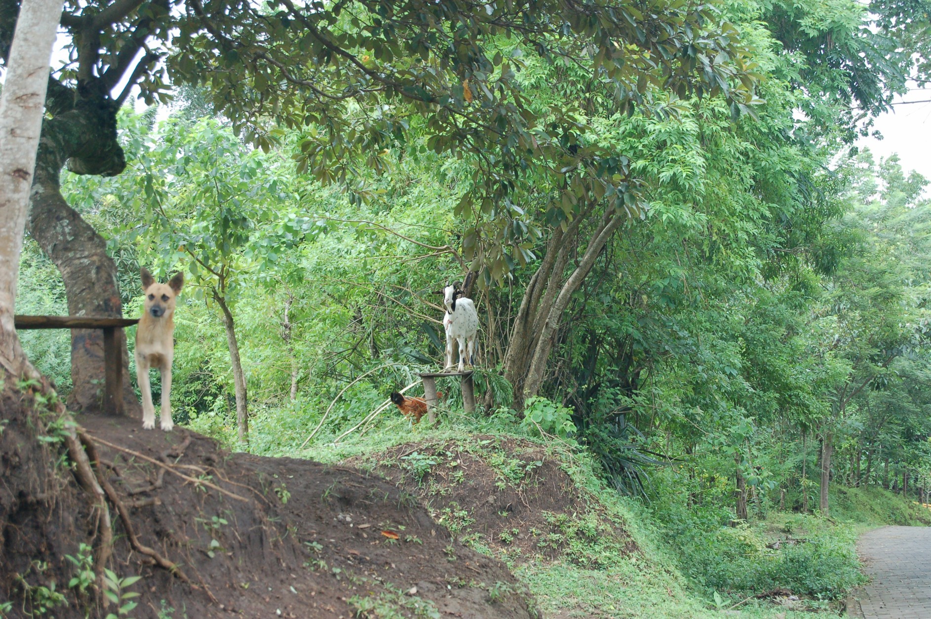 a person on a dirt hill with animals in the woods