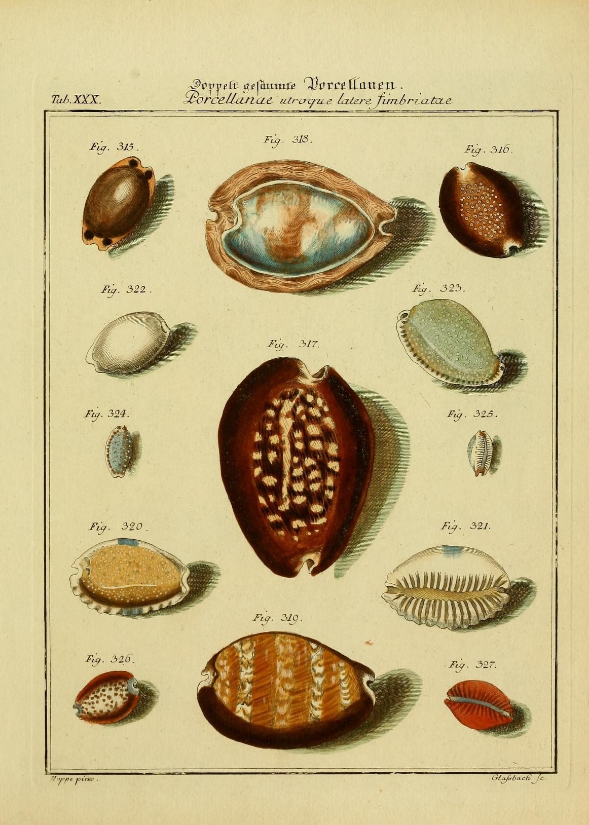 an antique print of sea shells