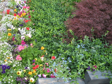 a garden with various colored flowers and weeds