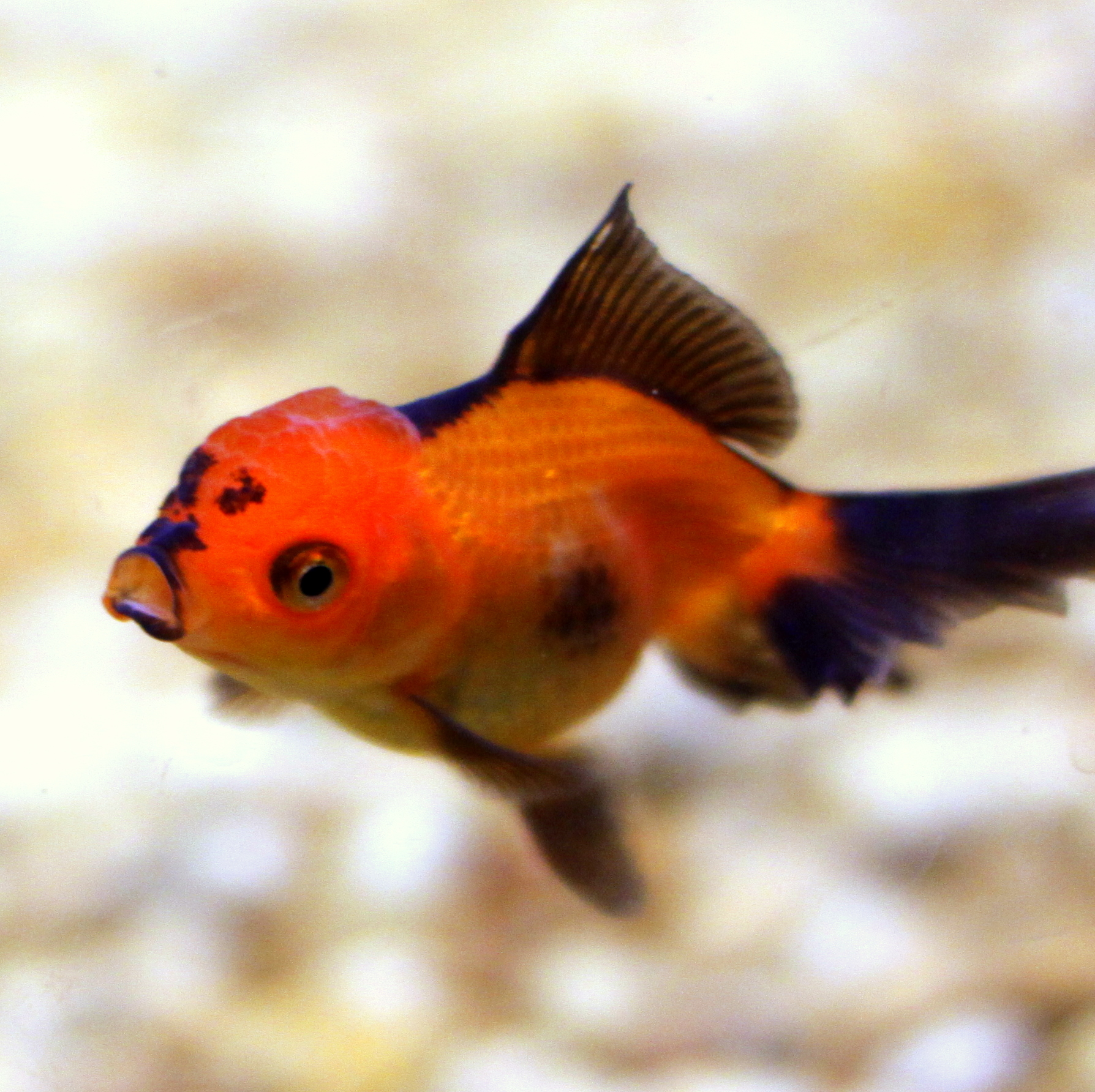 the orange and black fish is swimming on the sand