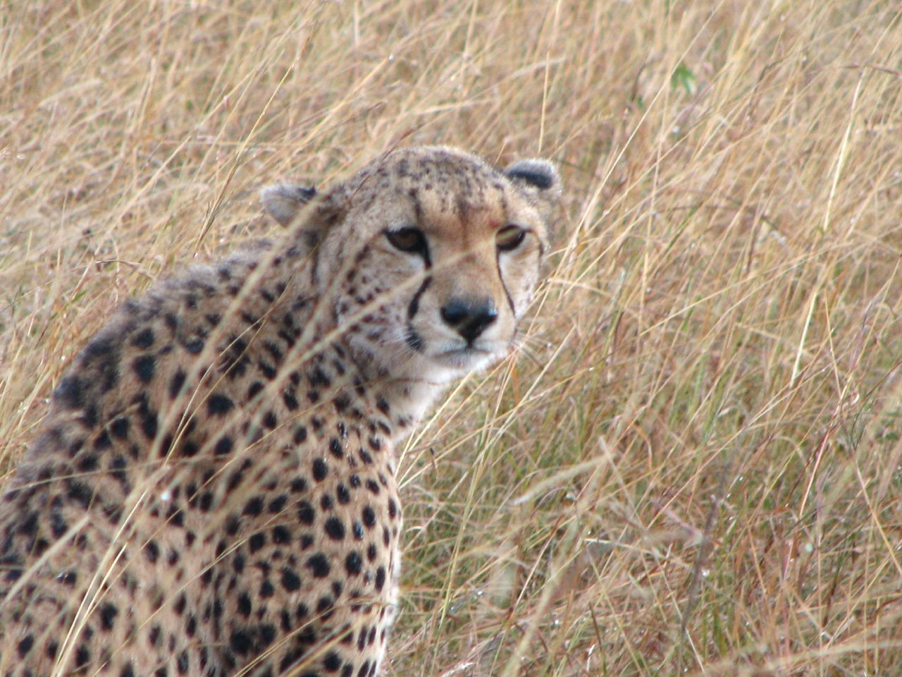 a cheetah standing in tall grass looking straight ahead