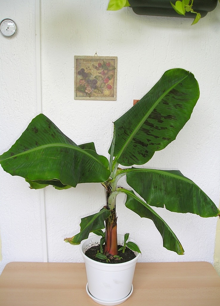 a green plant with very large leaves is sitting on a wooden table