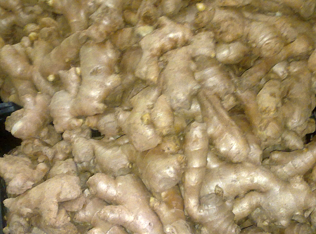 closeup of fresh white ginger roots, ready for planting
