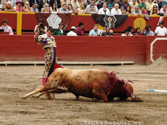 the man is trying to wrestle the bull