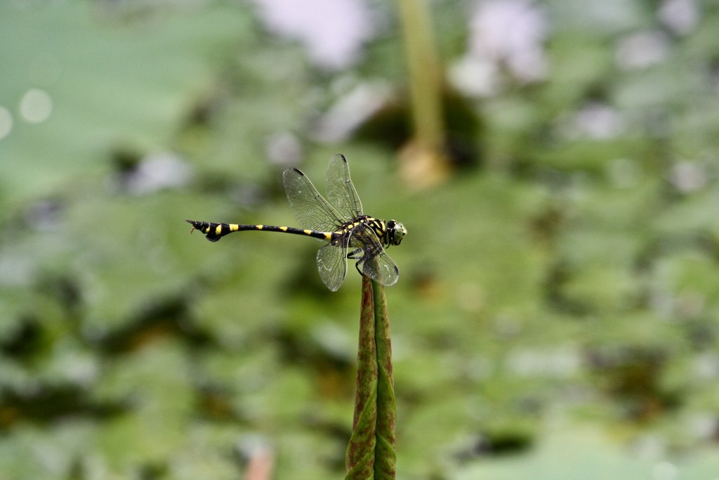 the dragonfly is sitting on the thin stem