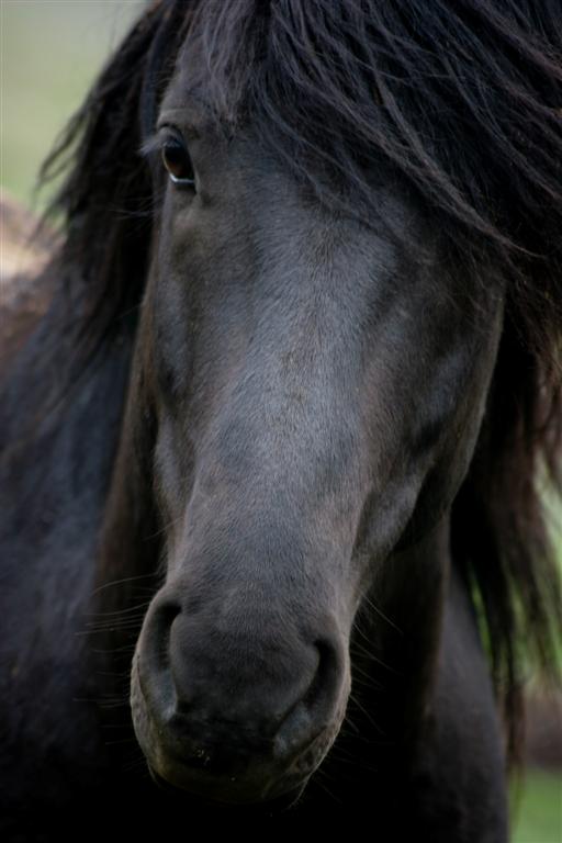 closeup of a horse looking at the camera