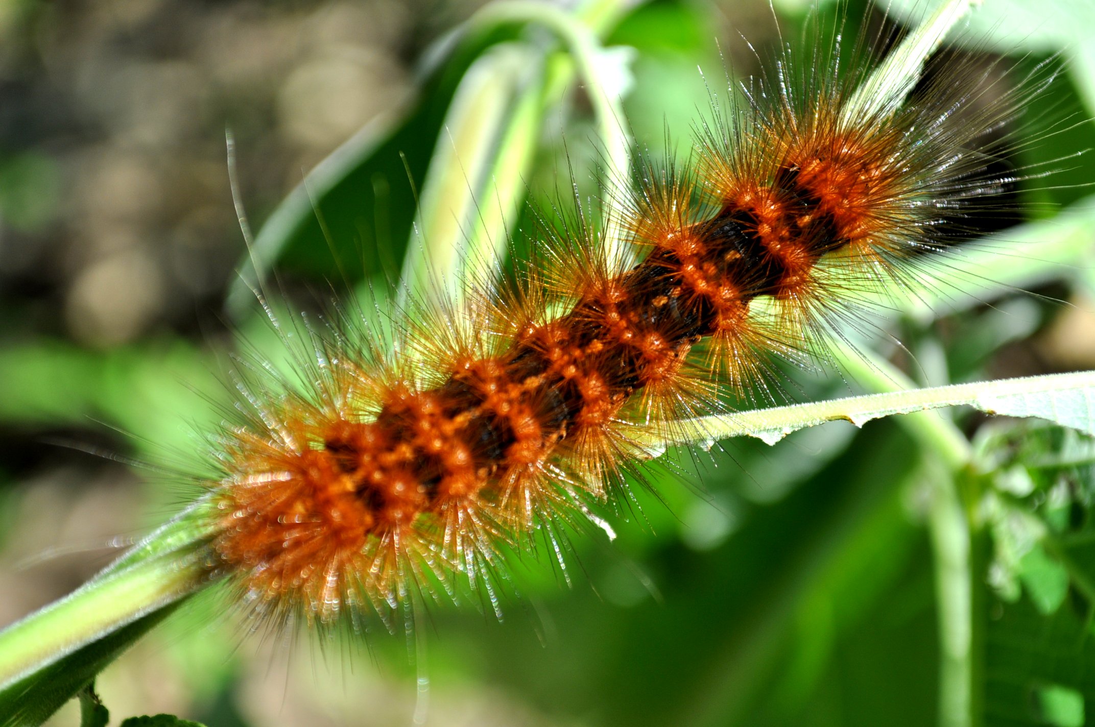 a brown caterpillar in green leaves