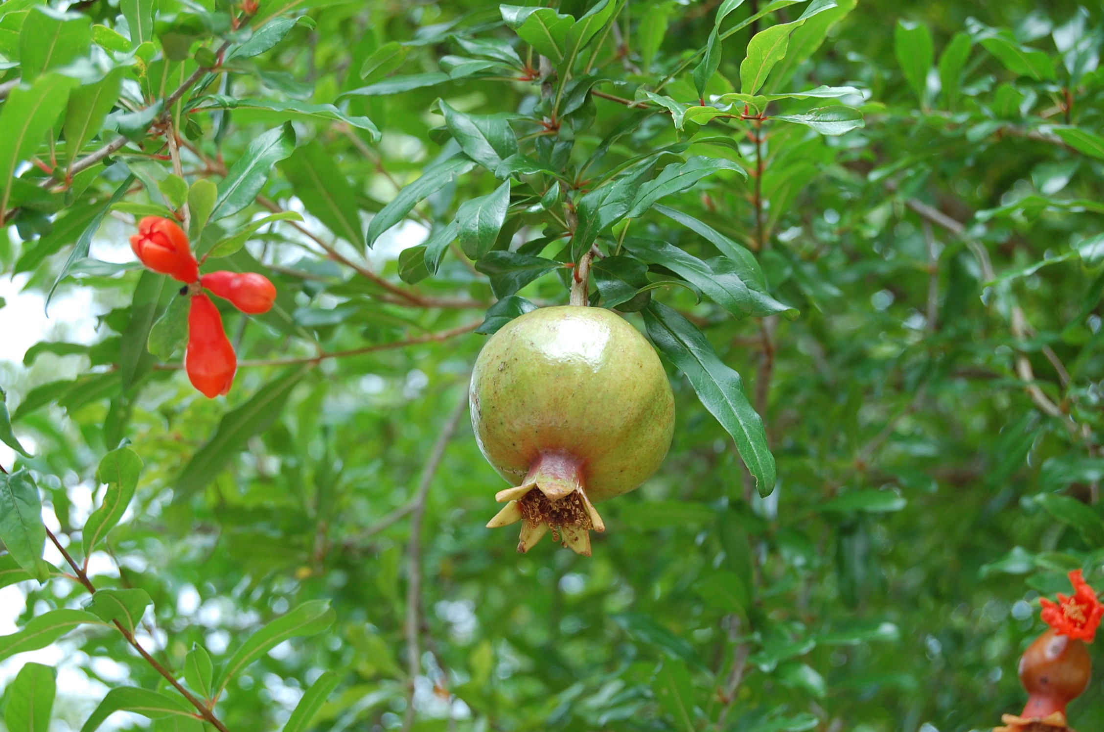 there is a very fruity tree with many berries