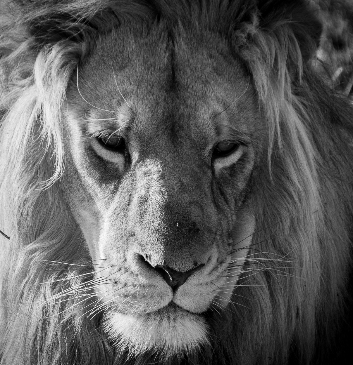 black and white po of a lion with very long hair