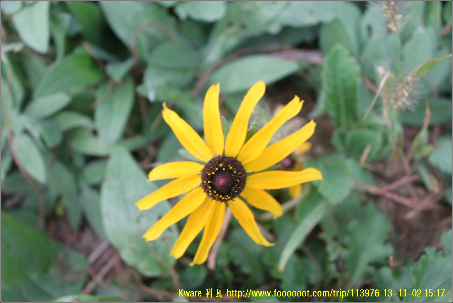 a black - capped yellow flower standing out in the grass