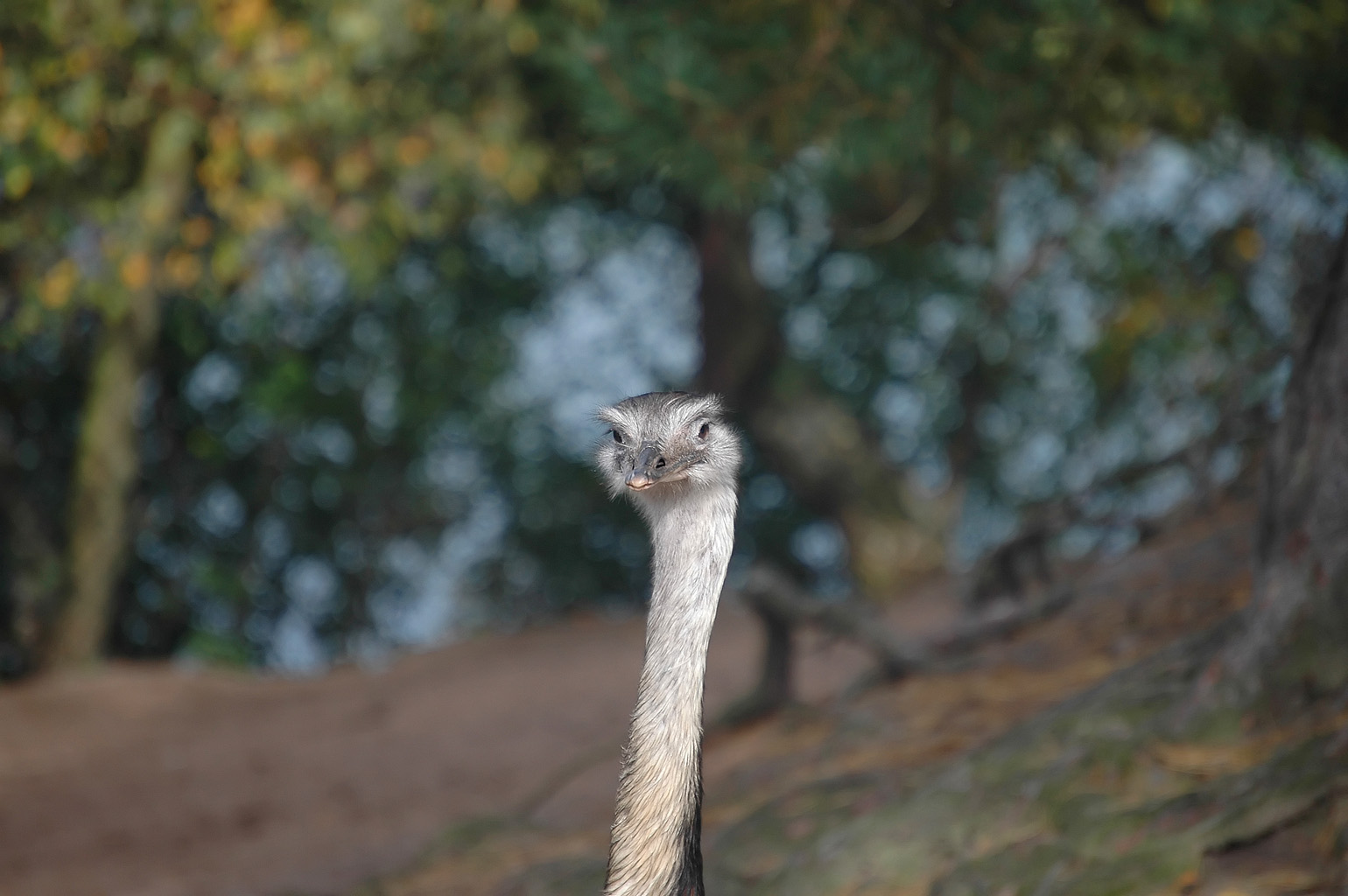 an ostrich with a long neck standing in the woods
