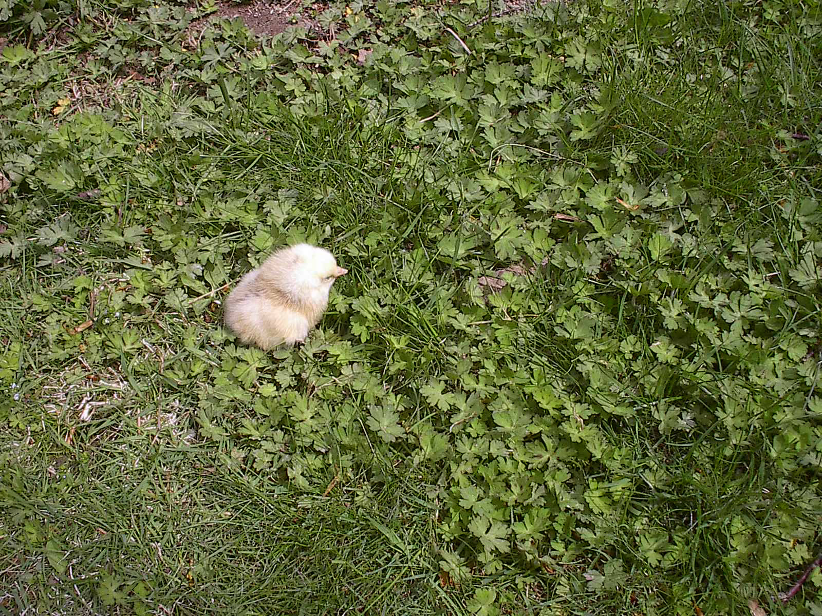 a kitten looking down from the grass on a sunny day