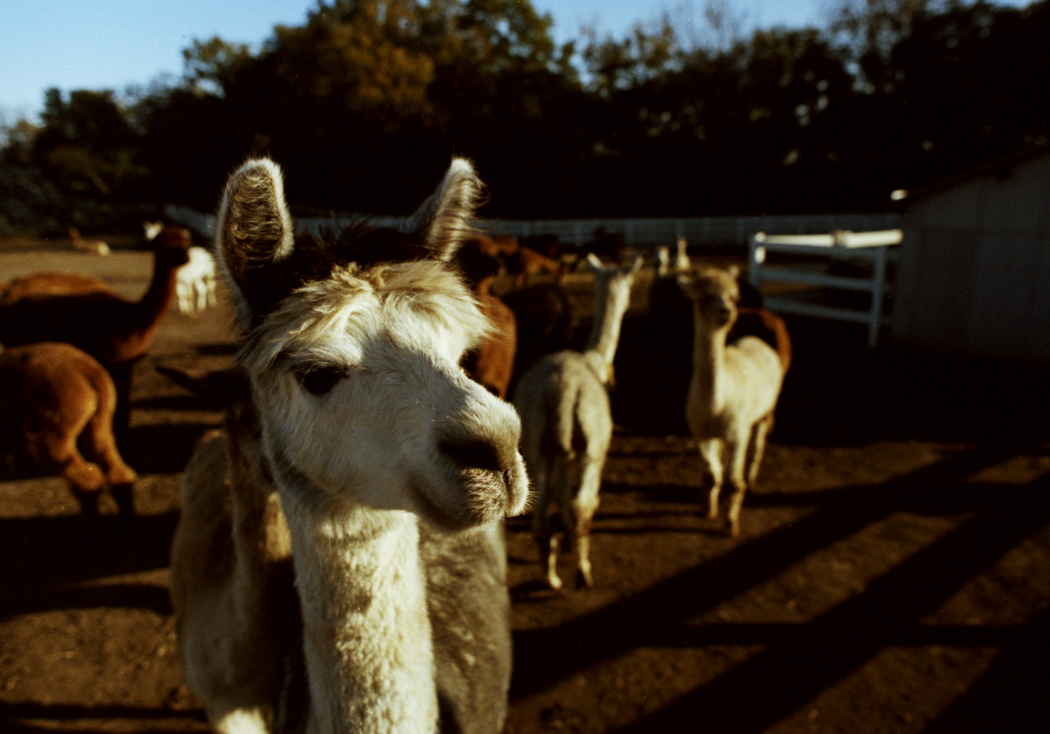 an animal staring off into the distance with other animals around