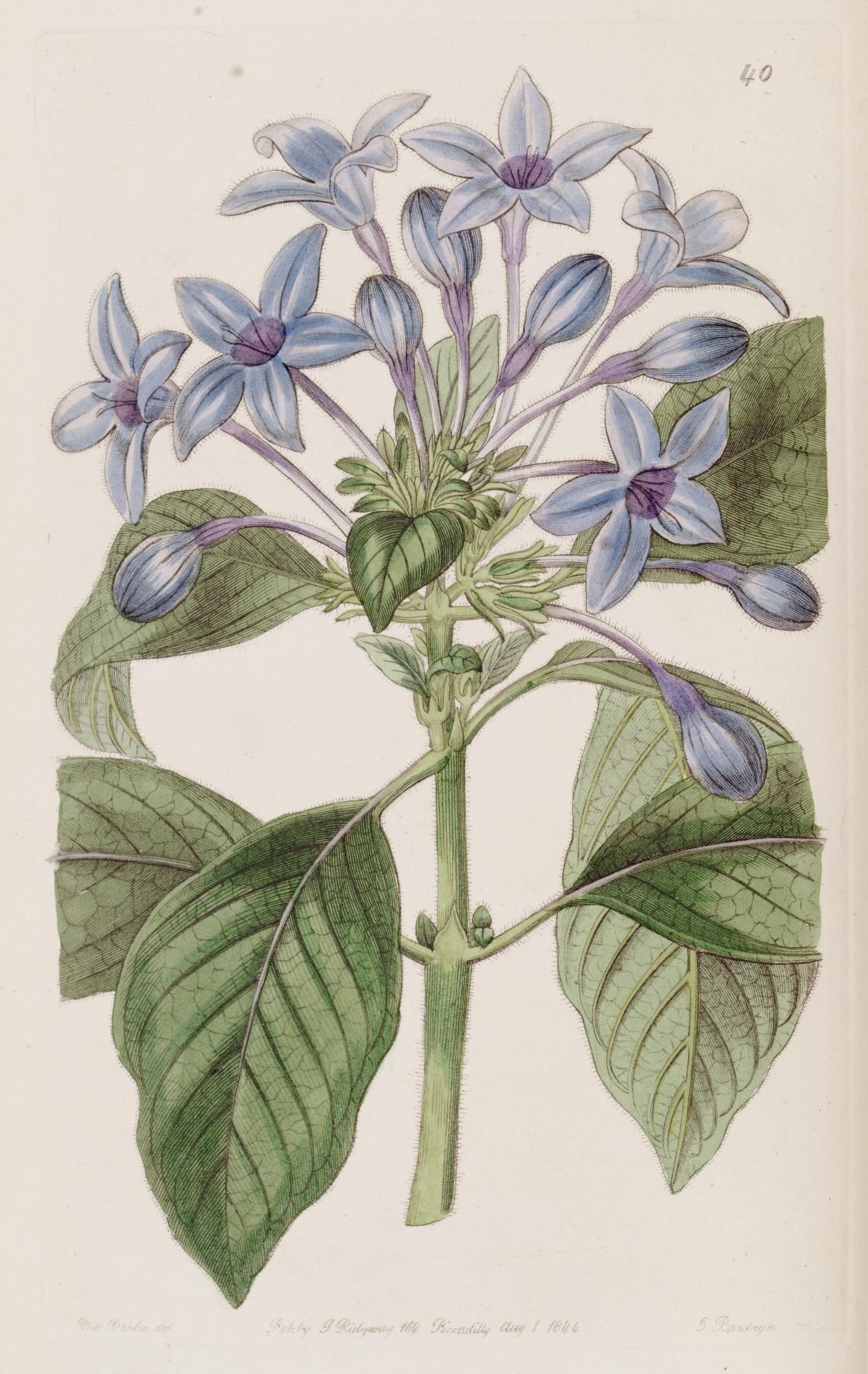 a blue flower with green leaves and a light brown background