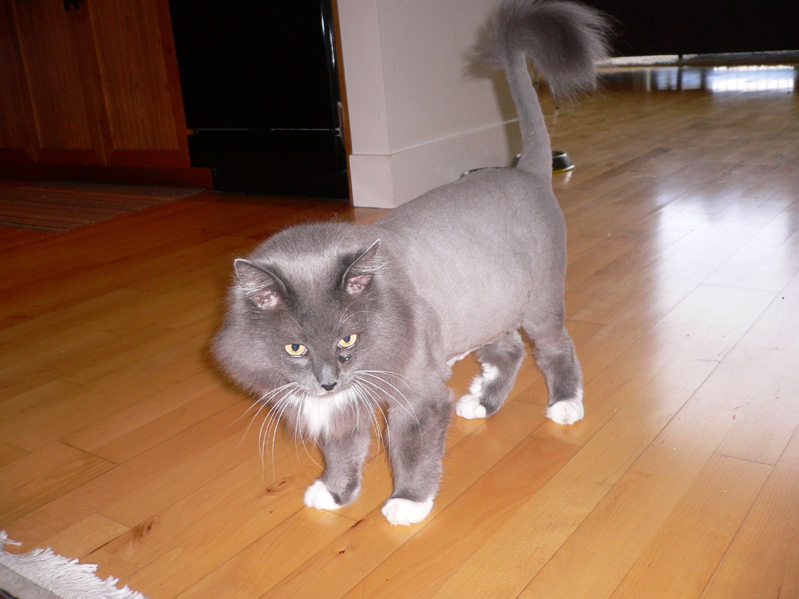 a grey cat standing on top of a wooden floor