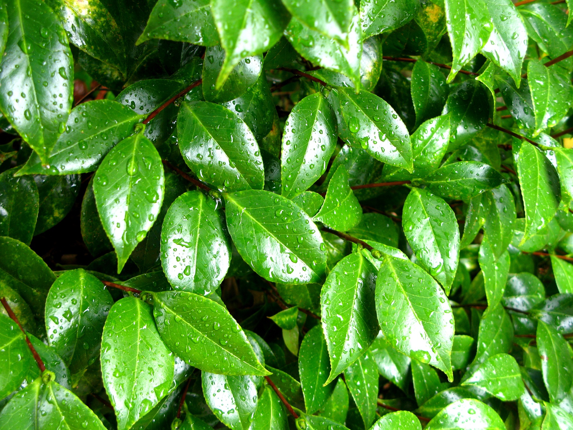 green leafy leaves with water droplets in the background