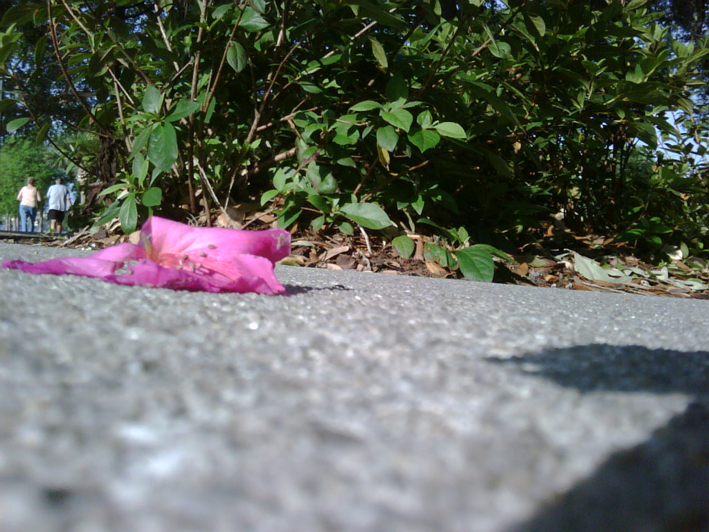a pink flower that is laying on the ground