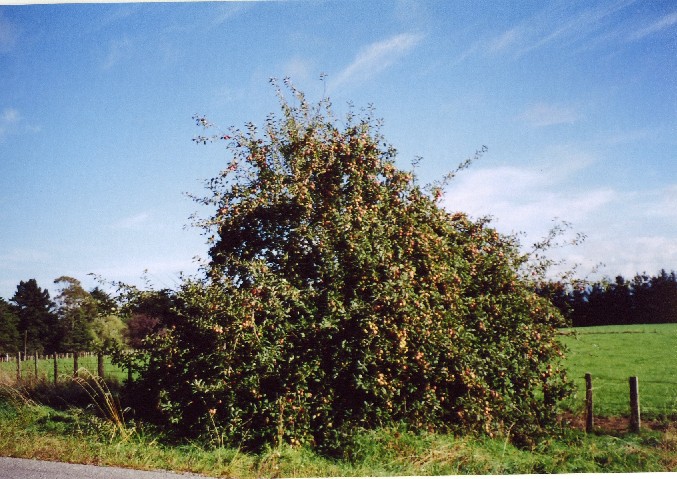 the big bush next to the road is full of fruit