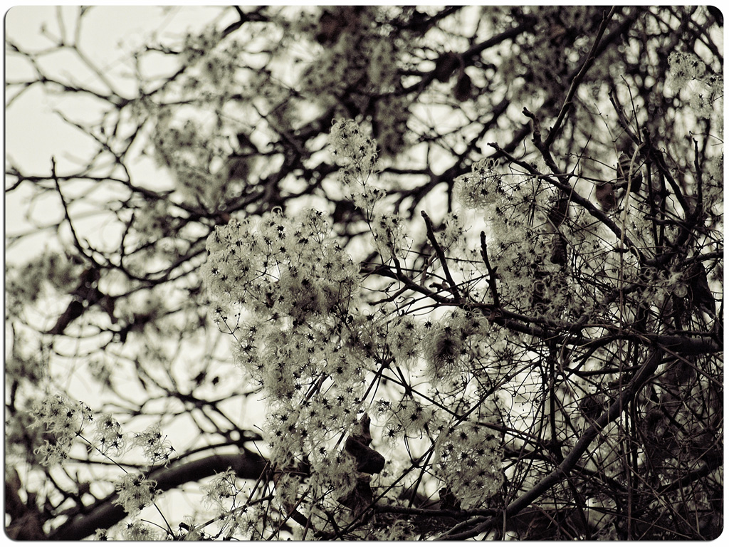 the nches of a tree with small flowers