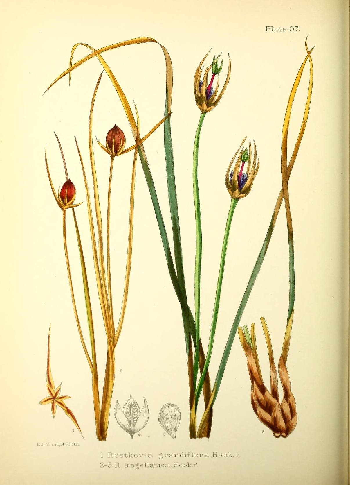 a book page of flowers showing the different types of blooms