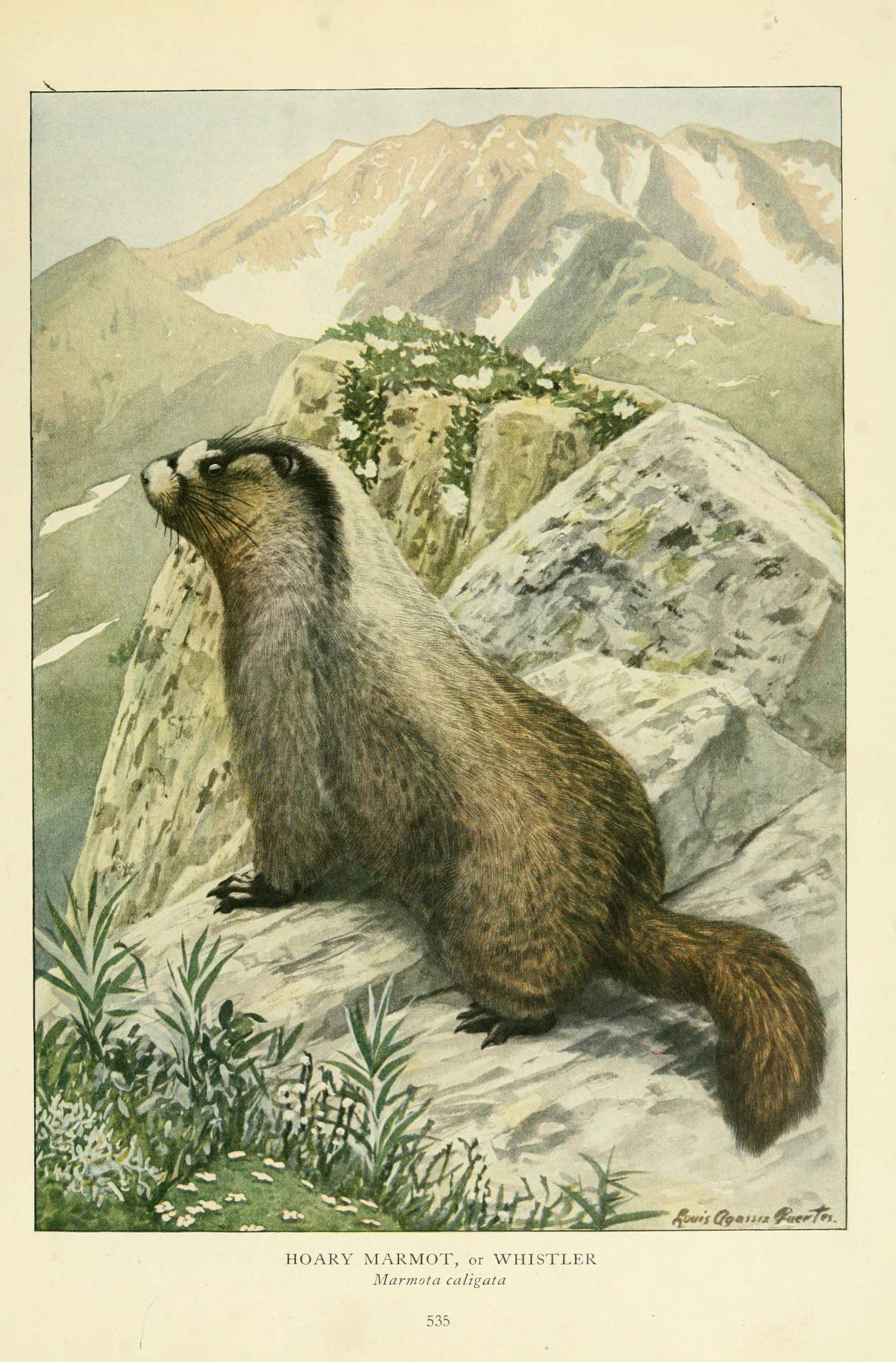 a drawing shows an animal that is sitting on a rock