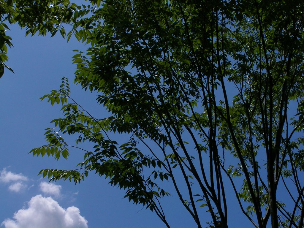 the plane is flying over the treetops with fluffy clouds