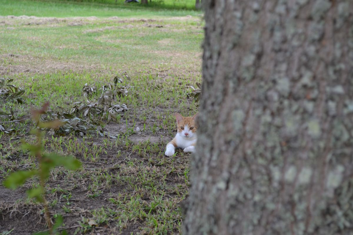 cat sitting on the grass under tree near ground