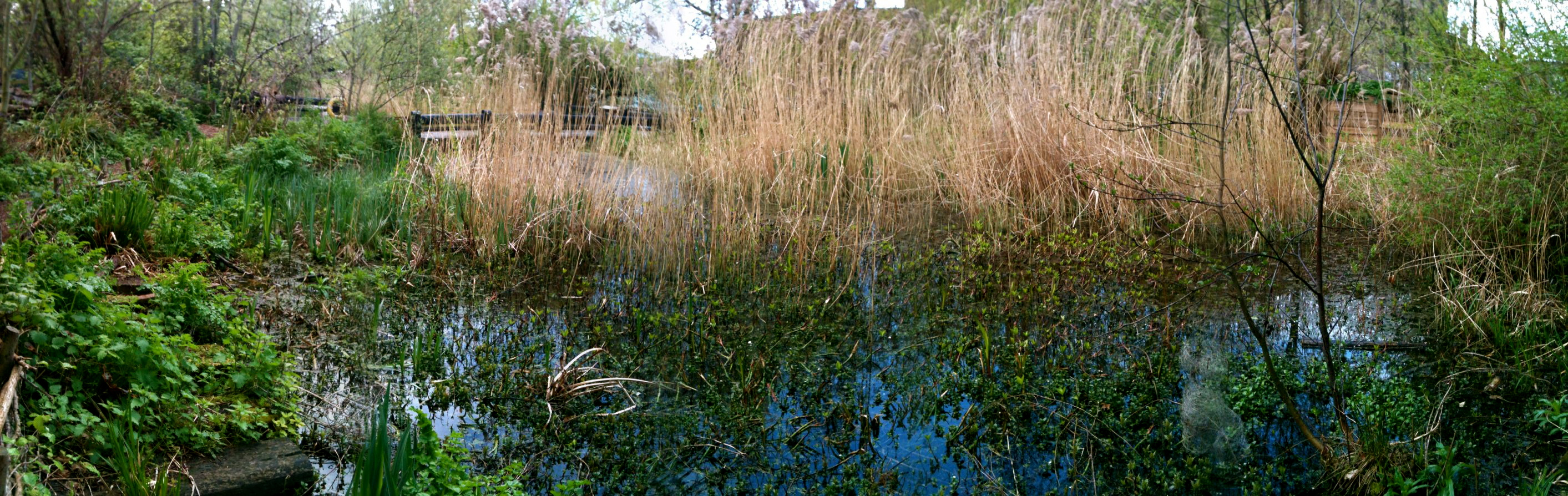 there are weeds in the water and some trees