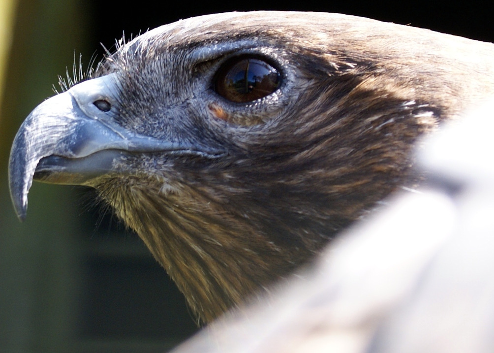 close up of a bird looking out a window