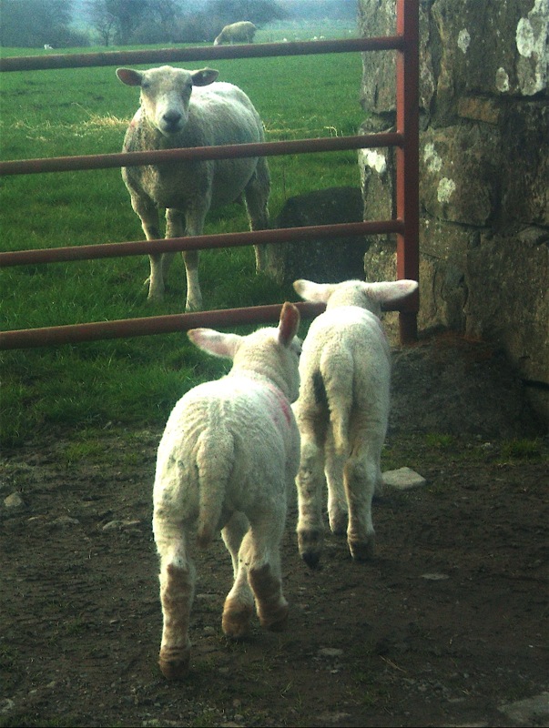 two sheep are on the dirt by a wire fence