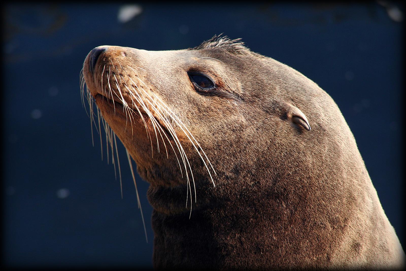 an animal with white tusks and dark eyes