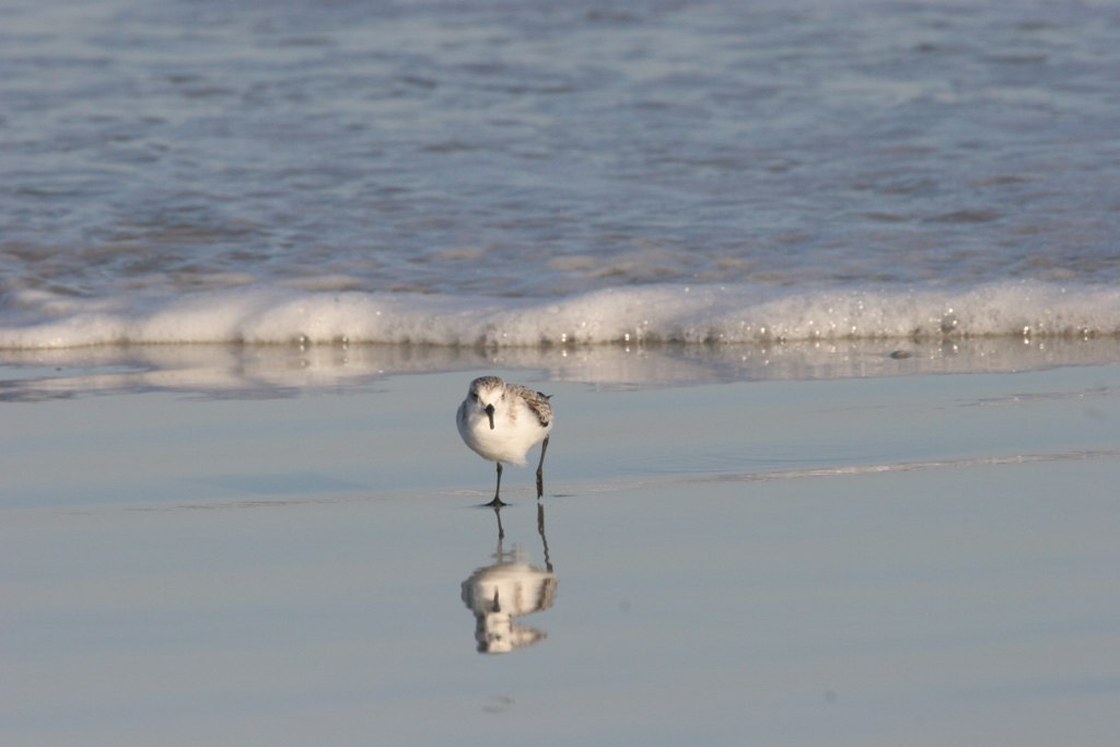 a small bird standing on the wet sand by a body of water
