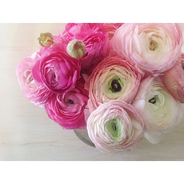 large pink and white ranutra flowers in a bowl