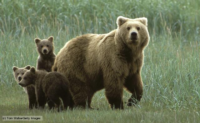 the baby bear and two large bears are together in the field