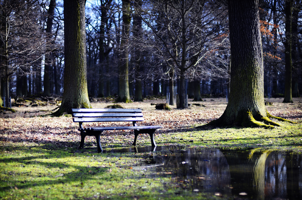 a bench sitting next to a pond of water