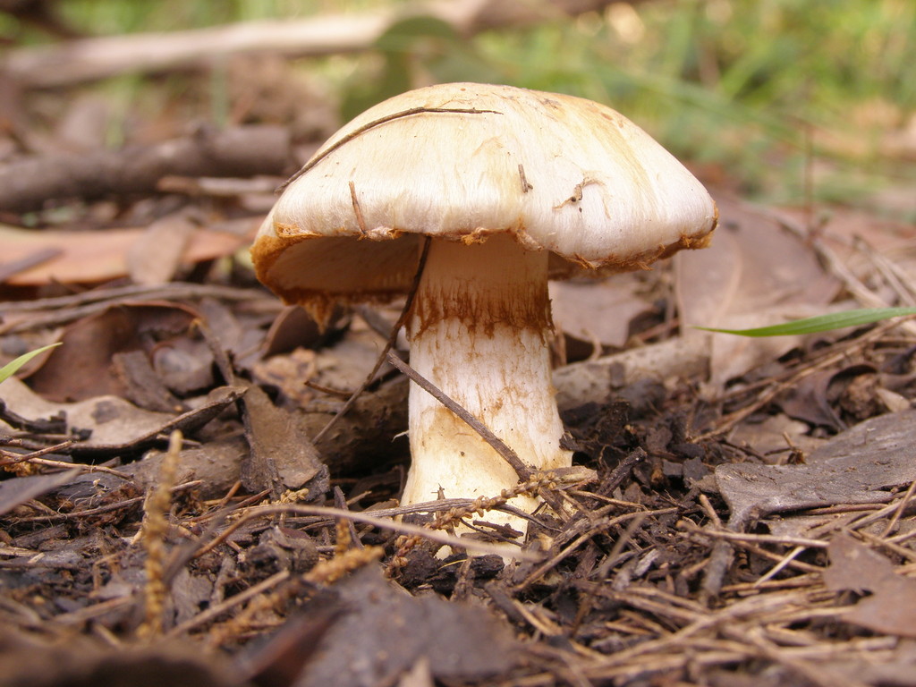 an image of a small white mushroom in the woods
