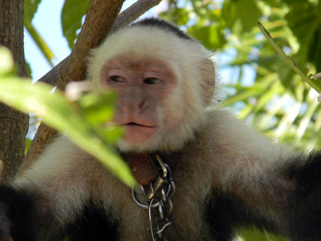 a small monkey in a tree holding on to chains