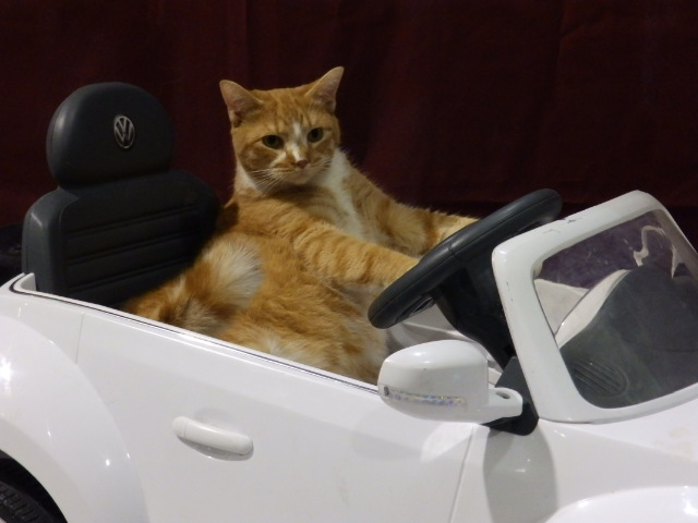 a cat is sitting in the drivers seat of a car