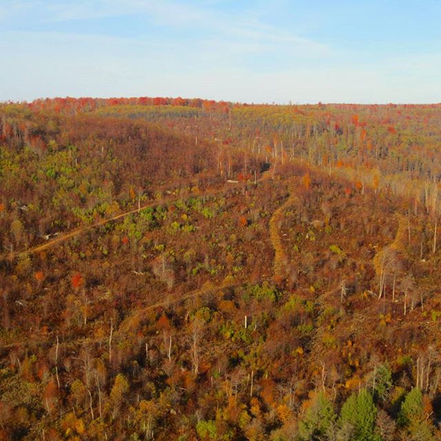 aerial view of an orange and yellow forest