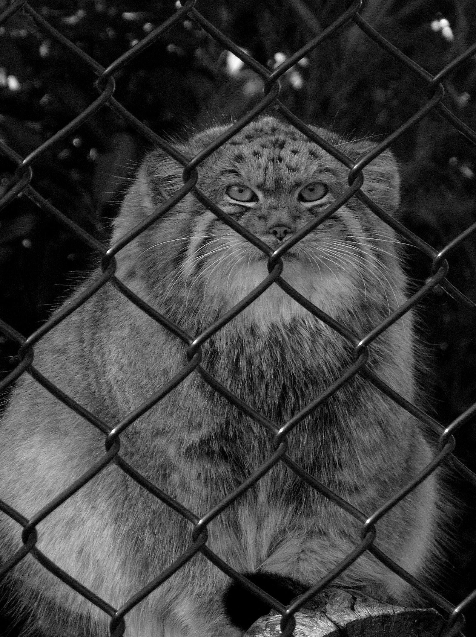 a big cat sitting on top of a pile of logs