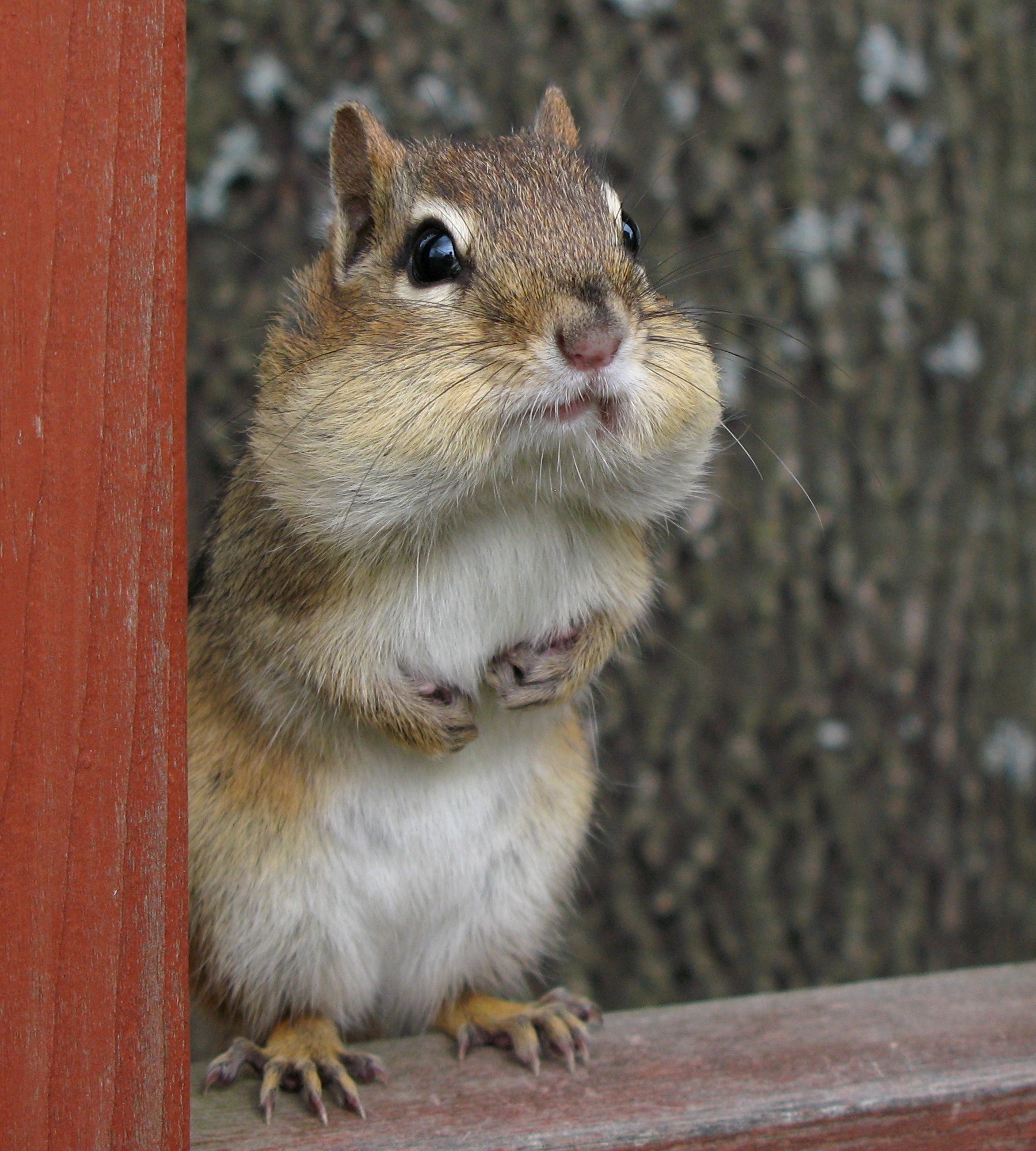 a small rodent with long legs sitting on a wooden ledge