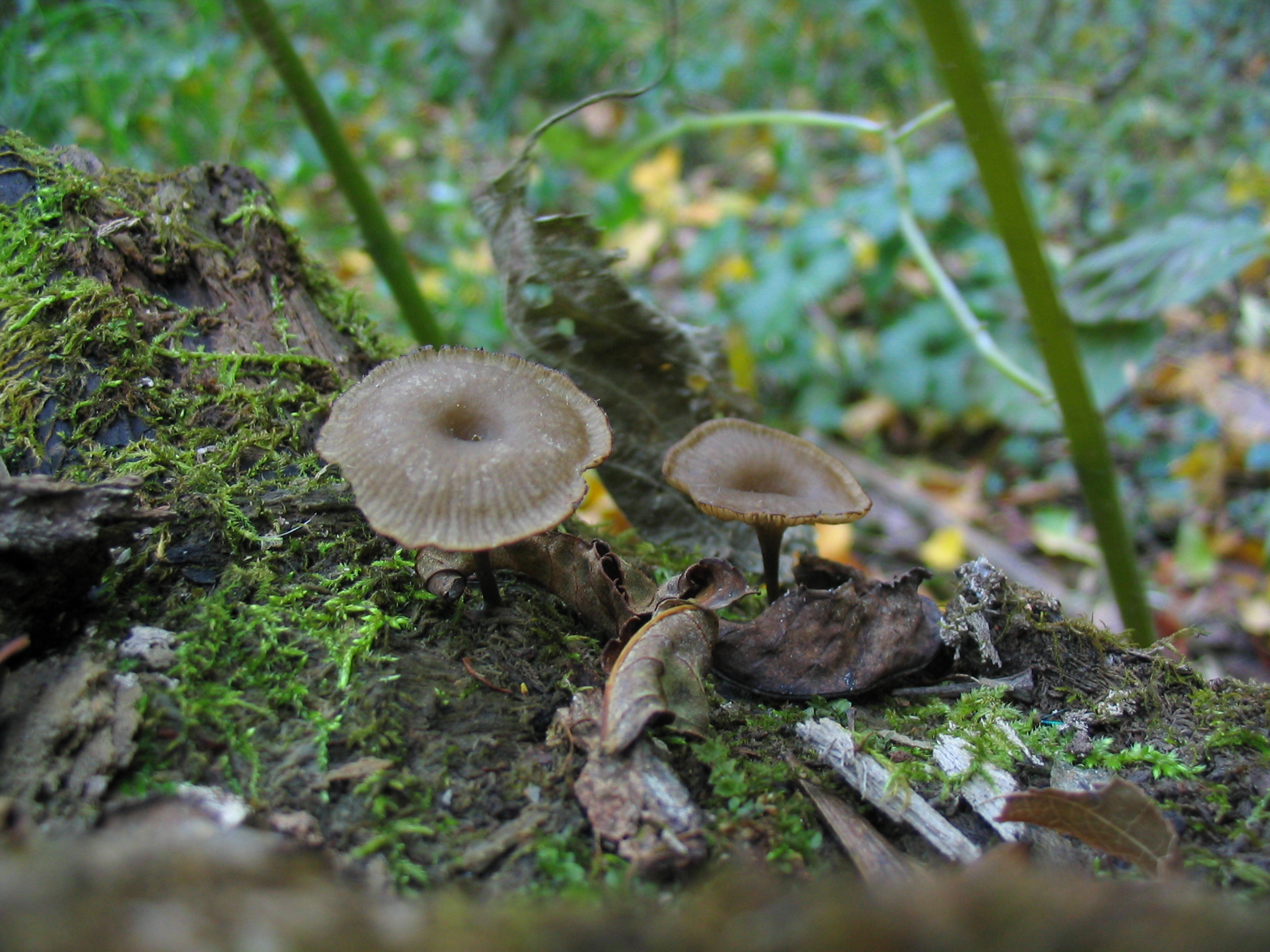 two mushrooms sitting on the top of a tree stump