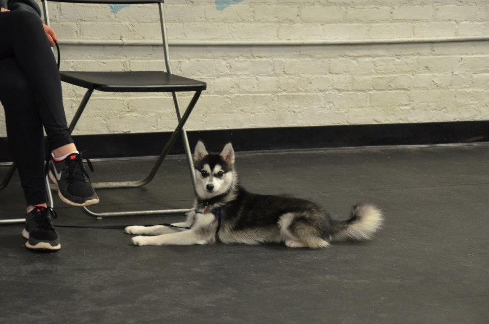 the husky dog is sitting beside a woman with tennis shoes on