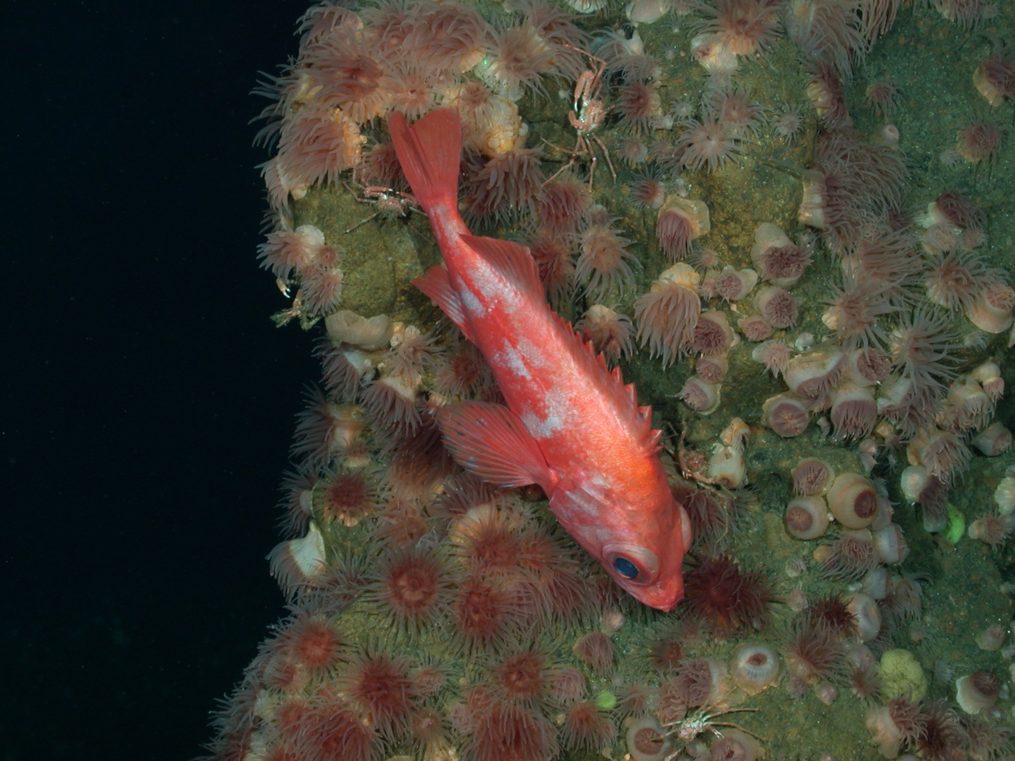 a red fish is swimming near sea urchins