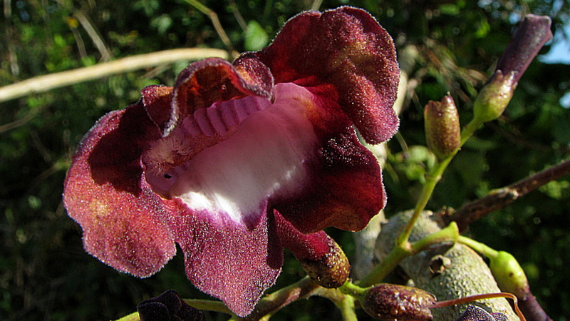 close up s of a beautiful flower that has flowers coming out