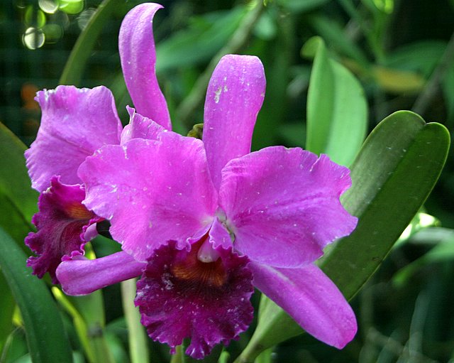 a purple flower with green leaves in the background