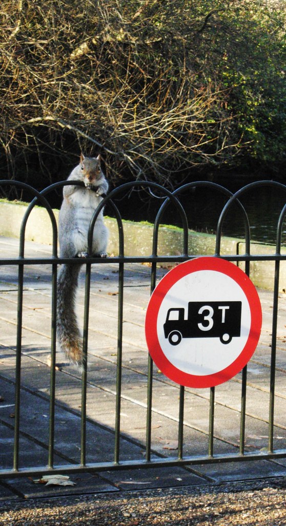 a squirrel standing on one leg and looking over the top of a fence
