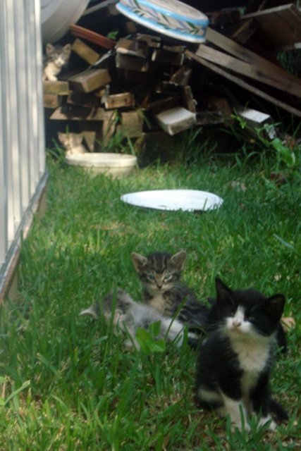 two cats in the grass near a shed