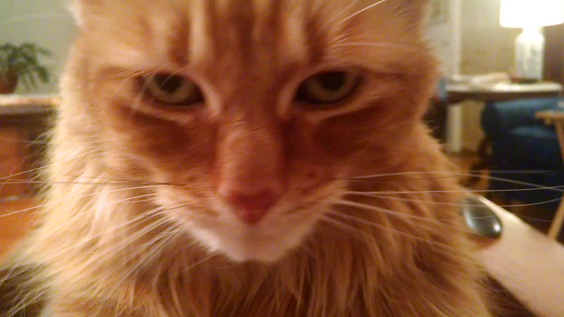 the face of an orange cat looking at the camera